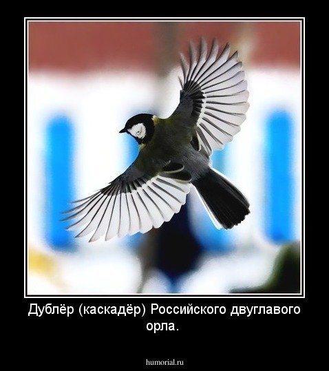 Дублёр (каскадёр) Российского двуглавого орла.