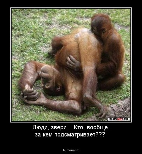 Люди, звери... Кто, вообще, за кем подсматривает???