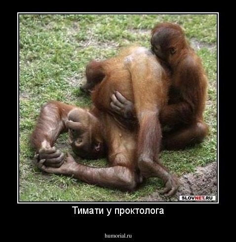 Тимати у проктолога