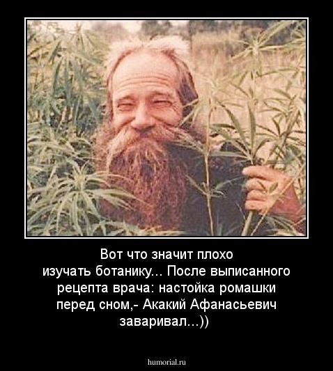 Вот что значит плохо изучать ботанику...
После выписанного рецепта врача: настойка ромашки перед сном,- Акакий Афанасьевич заваривал...))