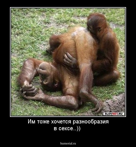Им тоже хочется разнообразия в сексе..))