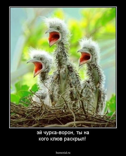 эй чурка-ворон, ты на кого клюв раскрыл!