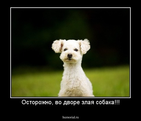 Осторожно, во дворе злая собака!!!