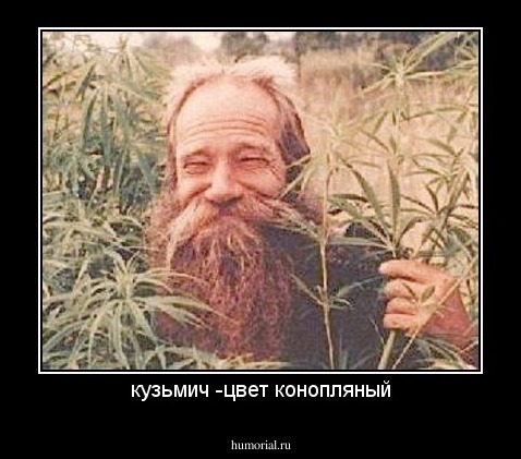 кузьмич -цвет конопляный