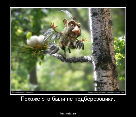 Похоже это были не подберезовики.