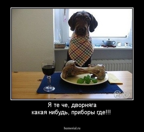 Я те че, дворняга  какая нибудь, приборы где!!!