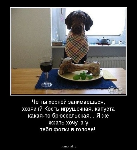 Че ты хернёй занимаешься, хозяин? Кость игрушечная, капуста какая-то брюссельская... Я же жрать хочу, а у тебя фотки в голове!