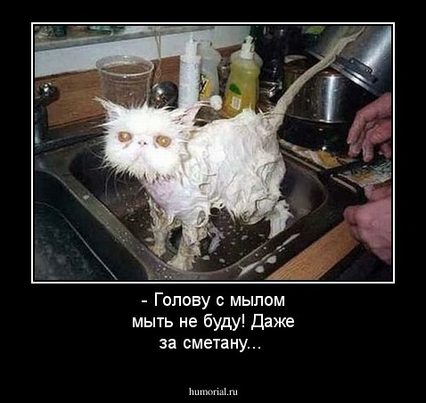  - Голову с мылом мыть не буду! Даже за сметану...