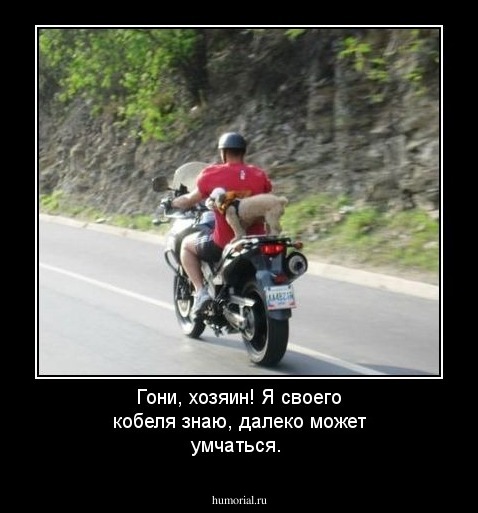 Гони, хозяин! Я своего кобеля знаю, далеко может умчаться.