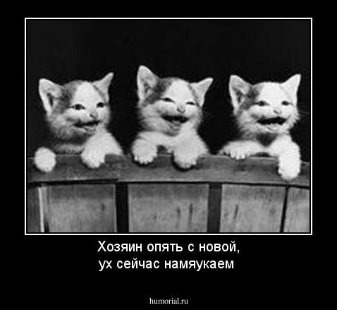 Хозяин опять с новой, ух сейчас намяукаем
