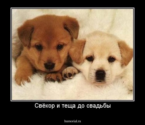 Свёкор и теща до свадьбы