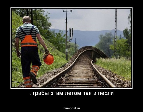 ..грибы этим летом так и перли