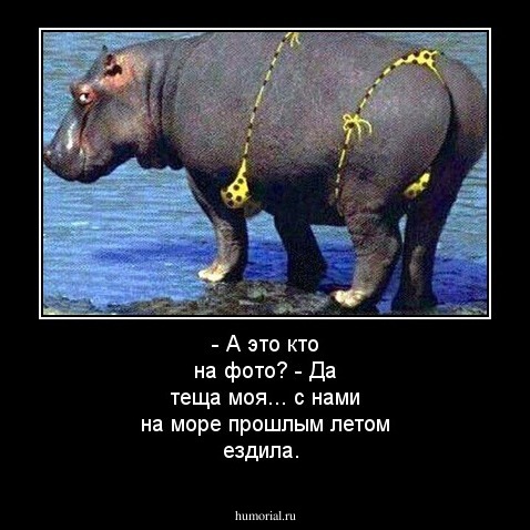 - А это кто на фото? - Да теща моя... с нами на море прошлым летом ездила.