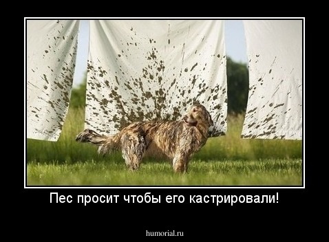 Пес просит чтобы его кастрировали!