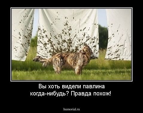 Вы хоть видели павлина когда-нибудь? Правда похож!