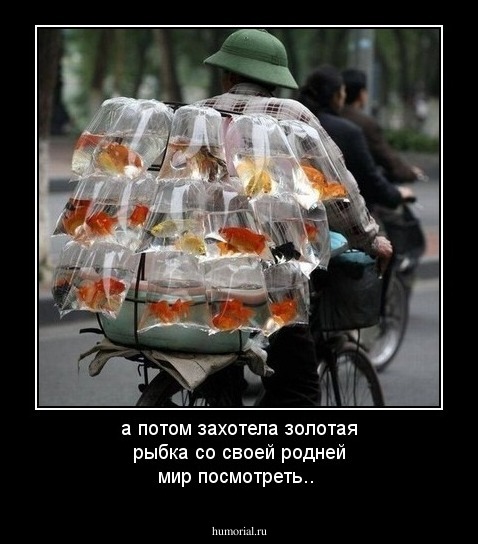 а потом захотела золотая рыбка со своей родней мир посмотреть.. 