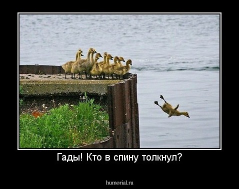 Гады! Кто в спину толкнул?