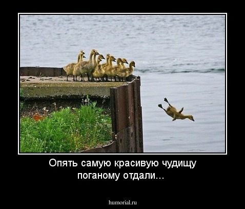 Опять самую красивую чудищу поганому отдали... 