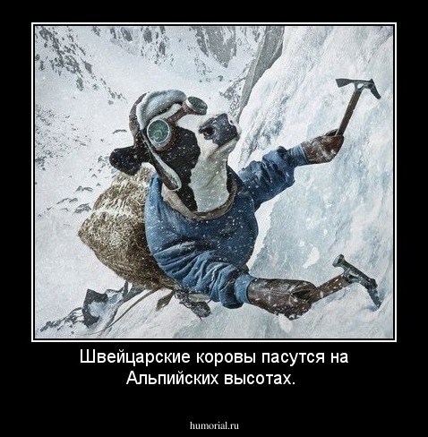 Швейцарские коровы пасутся на Альпийских высотах.
