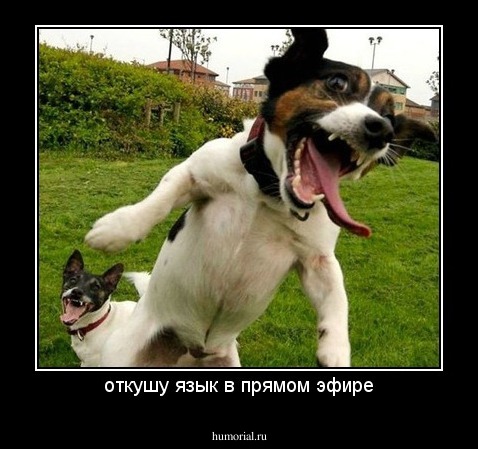 откушу язык в прямом эфире