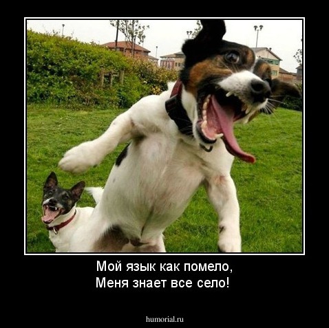 Мой язык как помело,
Меня знает все село!