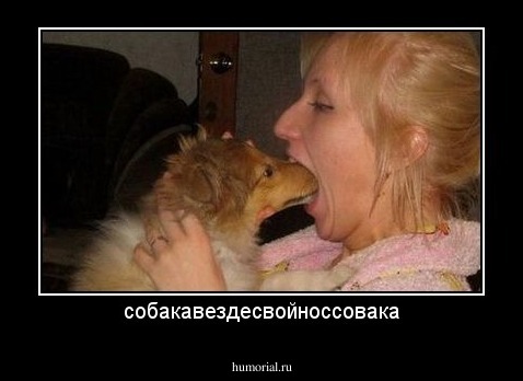 собакавездесвойноссовака