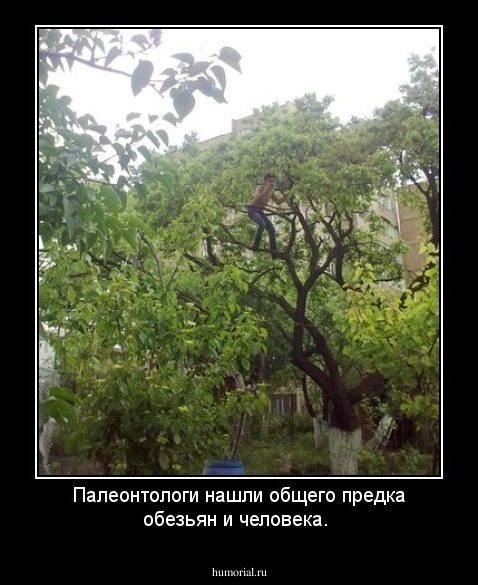 Палеонтологи нашли общего предка обезьян и человека.