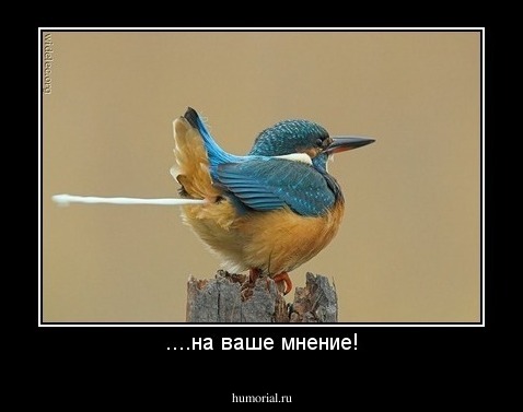 ....на ваше мнение!