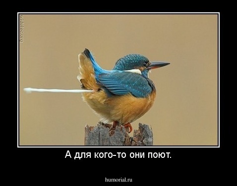А для кого-то они поют.