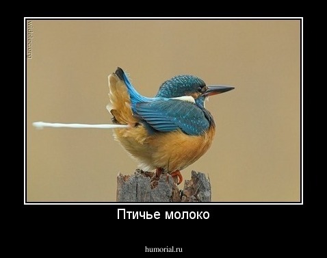 Птичье молоко