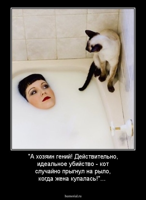 "А хозяин гений! Действительно, идеальное убийство - кот случайно прыгнул на рыло, когда жена купалась!"...