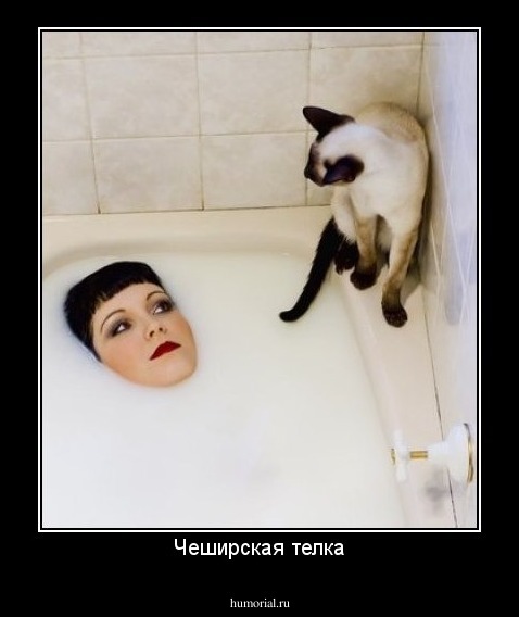 Чеширская телка