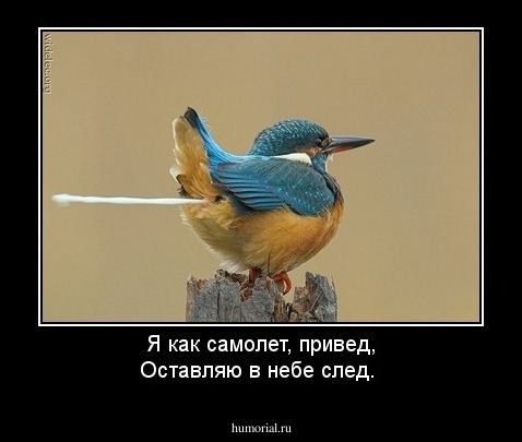 Я как самолет, привед,
Оставляю в небе след.