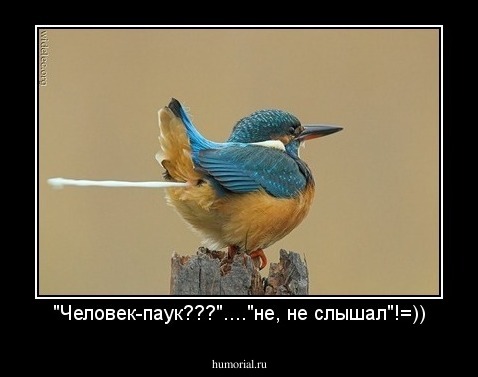 "Человек-паук???"...."не, не слышал"!=))