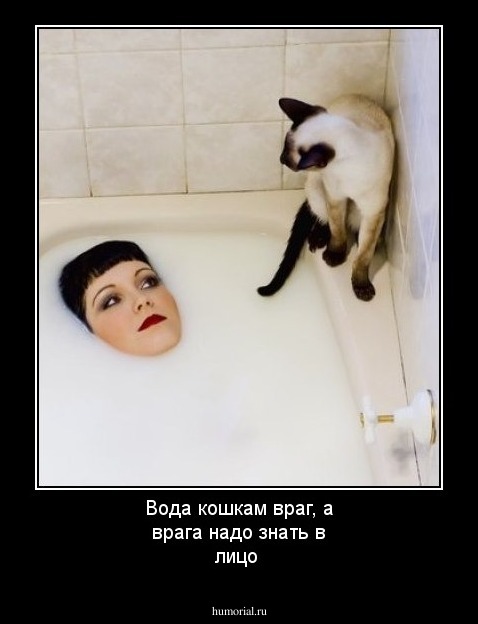 Вода кошкам враг, а врага надо знать в лицо