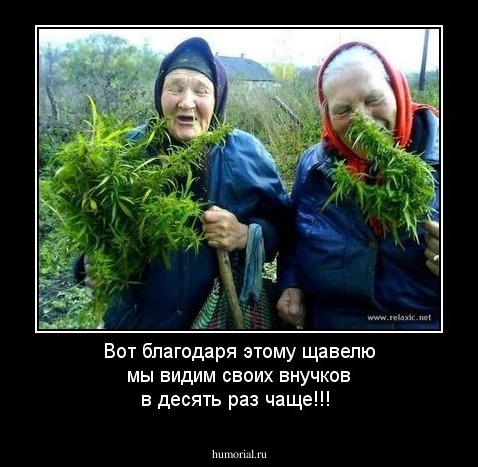Вот благодаря этому щавелю мы видим своих внучков в десять раз чаще!!!