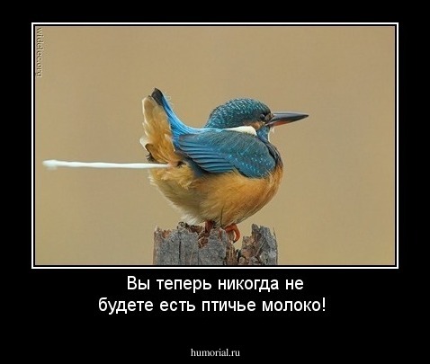 Вы теперь никогда не будете есть птичье молоко!