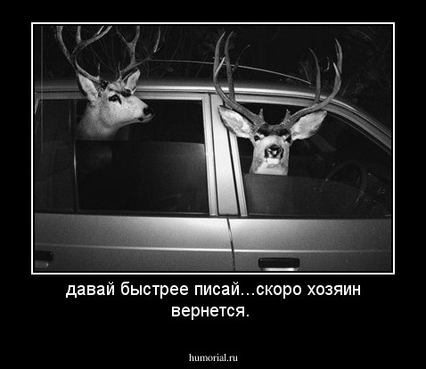 давай быстрее писай...скоро хозяин вернется.