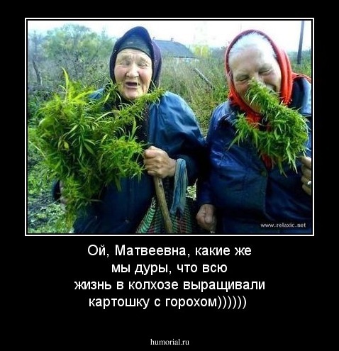 Ой, Матвеевна, какие же мы дуры, что всю жизнь в колхозе выращивали картошку с горохом))))))