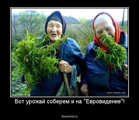 Вот урожай соберем и на "Евровидение"!