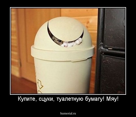 Купите, сцуки, туалетную бумагу! Мяу!