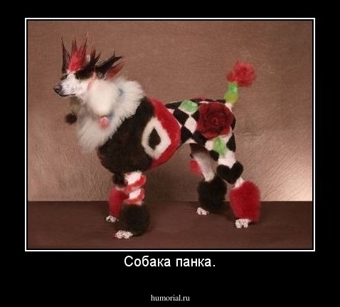 Собака панка.