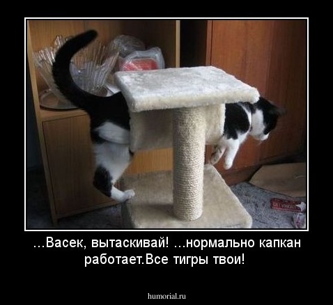 ...Васек, вытаскивай! ...нормально капкан работает.Все тигры твои! 