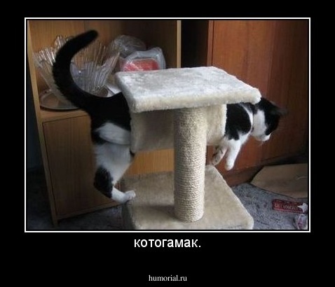 котогамак.