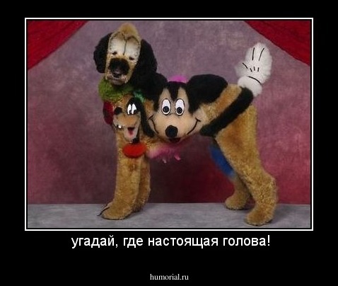  угадай, где настоящая голова!