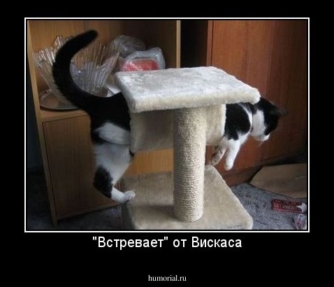"Встревает" от Вискаса