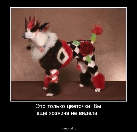 Это только цветочки. Вы ещё хозяина не видели!