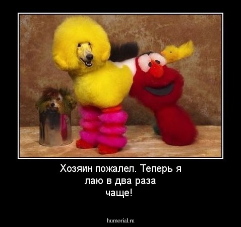 Хозяин пожалел. Теперь я лаю в два раза чаще!
