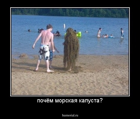 почём морская капуста?
