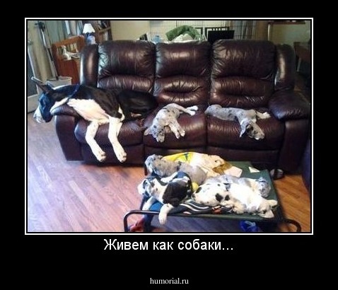 Живем как собаки...
